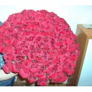 Букет из 101 розы ( длина стебля 50 см).