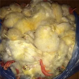 Суточные цыплята на корм животным,  заморозка,  в герметичных пакетах 
