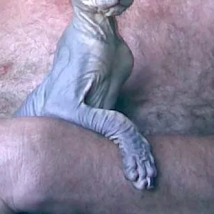 Голорожденный котенок донского сфинкса