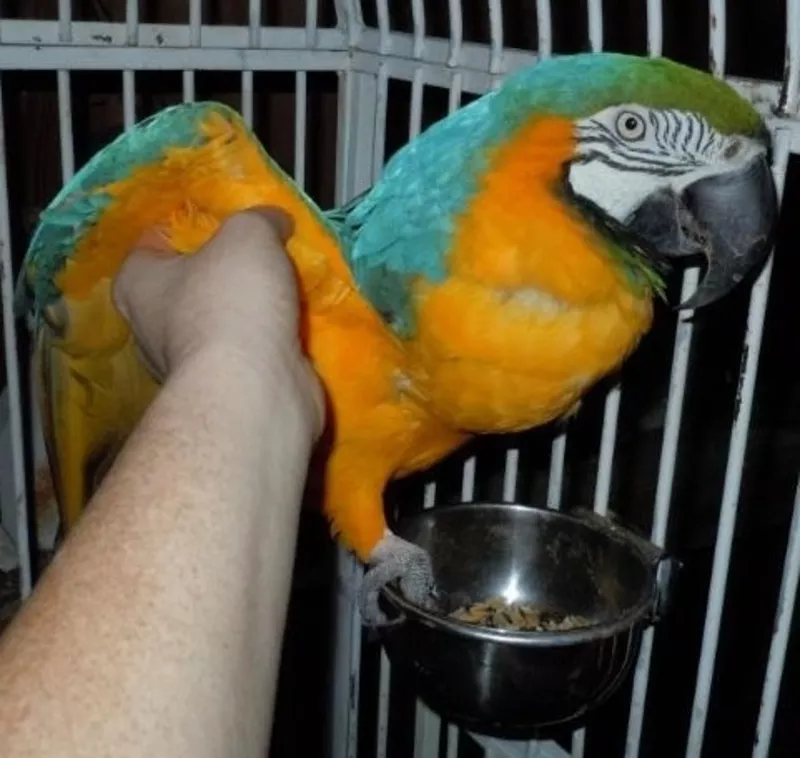 дома,  поднятые и зарегистрирован синих и золотых попугаи ара.