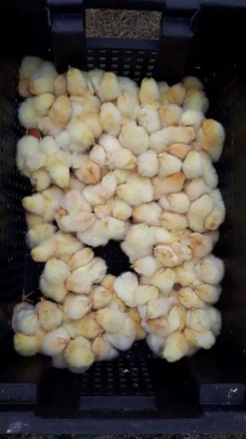 Суточные цыплята на корм животным,  заморозка,  в герметичных пакетах  2
